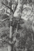 Cover image for Trees