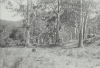 Cover image for Trees